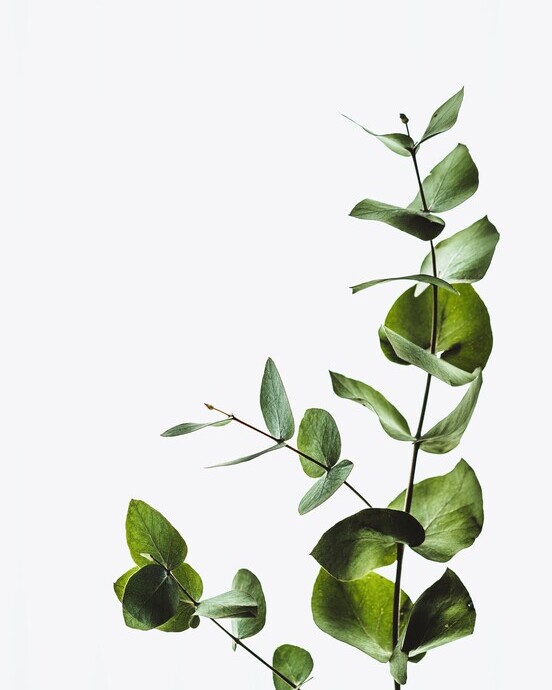 Nachhaltigkeit & E-Commerce bei Esono