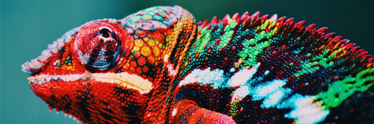 Nahaufnahme eines farbenfrohen Chamäleons mit detaillierten, leuchtenden Schuppen in Rot-, Grün- und Blautönen.